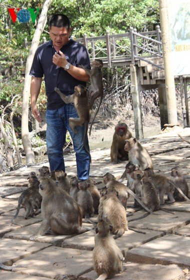 Natural beauty of Can Gio primeval mangrove forest  - ảnh 9